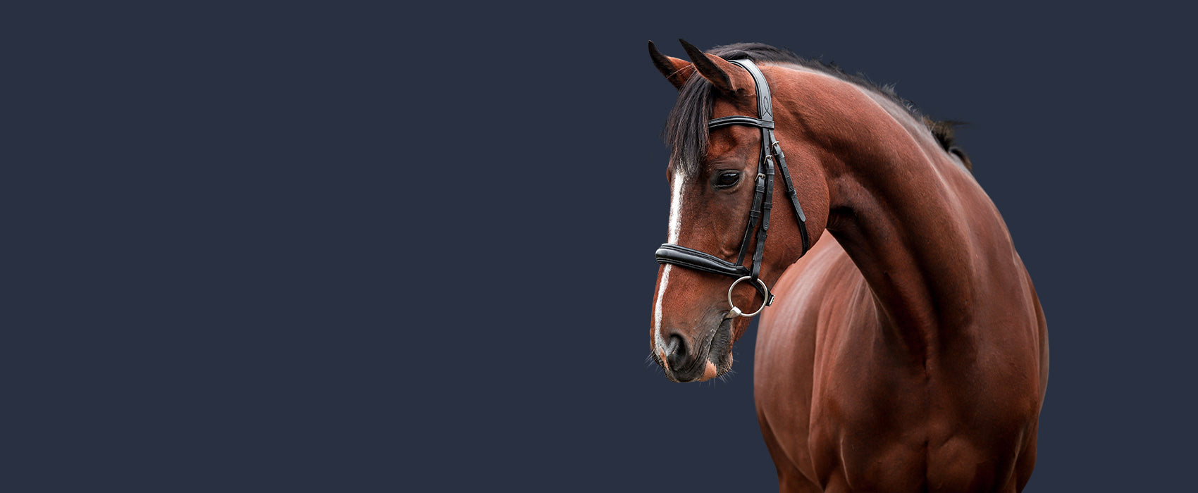 Brown horse with a bridle on a dark blue grey background