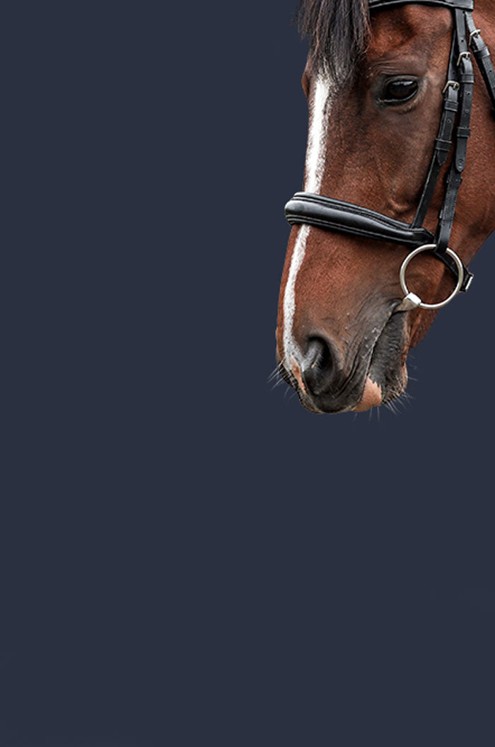Horse's head with bridle on a dark blue grey background