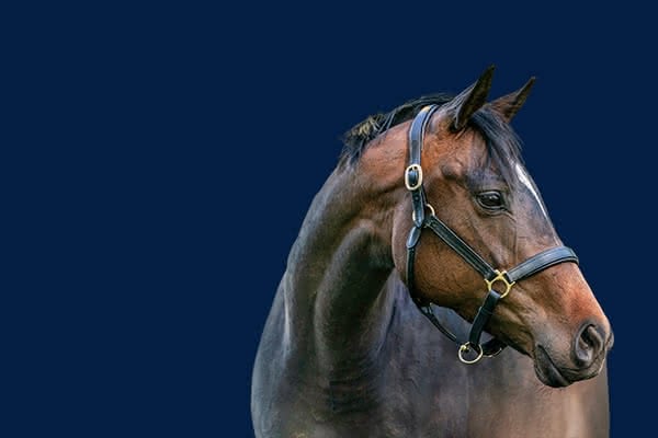 Brown horse with a bridle against a dark blue background