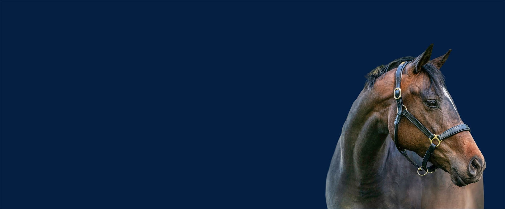 Horse with a bridle on a dark blue background